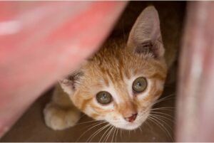 Primer dia de gato en casa