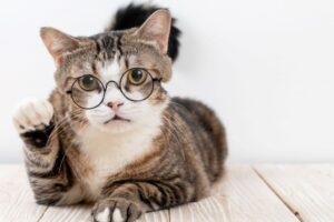 Como educar gatos en Barcelona