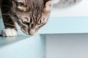 olores que no gustan a los gatos