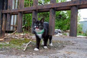 gato perdido barcelona