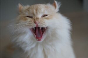 Gato vomita