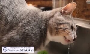 gatos calor