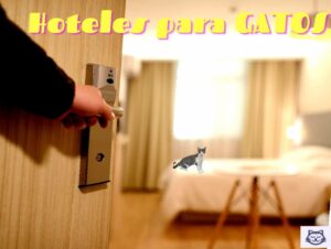 protecciones que no rompan los gatos Barcelona