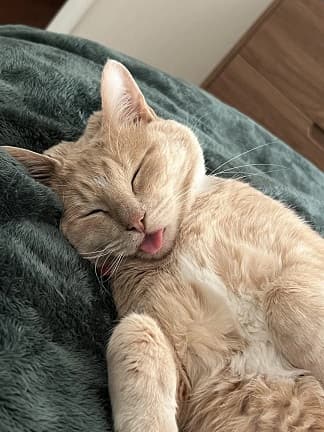 Gato con lengua fuera