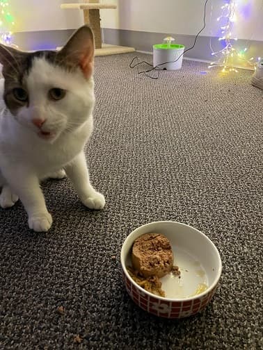Gato con comida