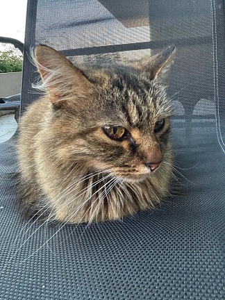 Gato sentado en silla