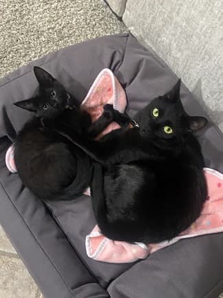 Gatitos negros familia