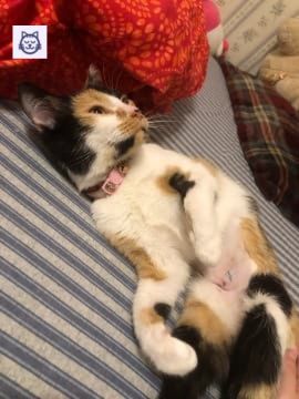 Gato tumbado con expresión triste tras un accidente en la calle