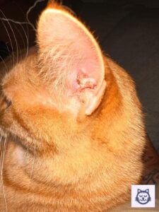 Gato con ácaros en las orejas, muestra acumulación oscura en el canal auditivo