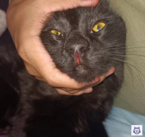 Gato de color negro con herida entre la nariz y la boca
