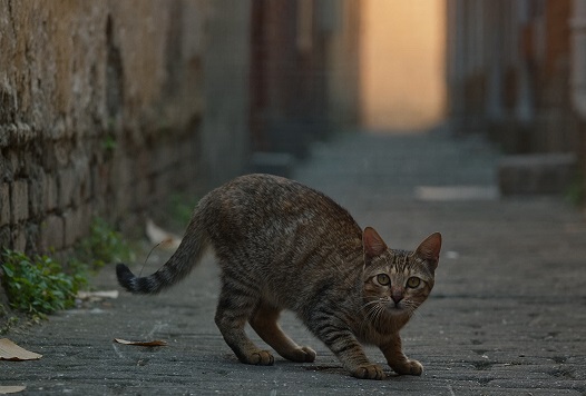Gato feral atigrado caminando solo por un callejón urbano al atardecer