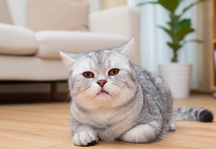 Gato resfriado