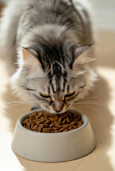 Gato comiendo pienso natural en cuenco blanco sobre fondo claro