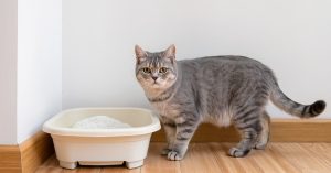 Gato entrando en un arenero limpio dentro de un hogar para hacer sus necesidades
