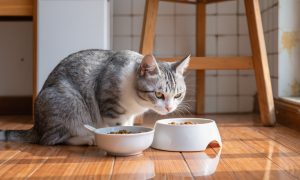 Gato oliendo su comida sin comer delante del comedero